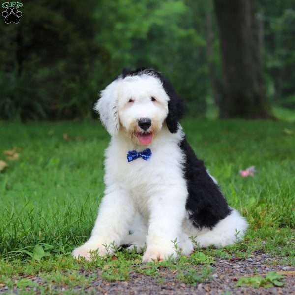 Bentley, Sheepadoodle Puppy